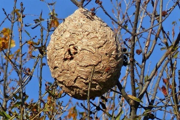 nid frelons asiatiques conique